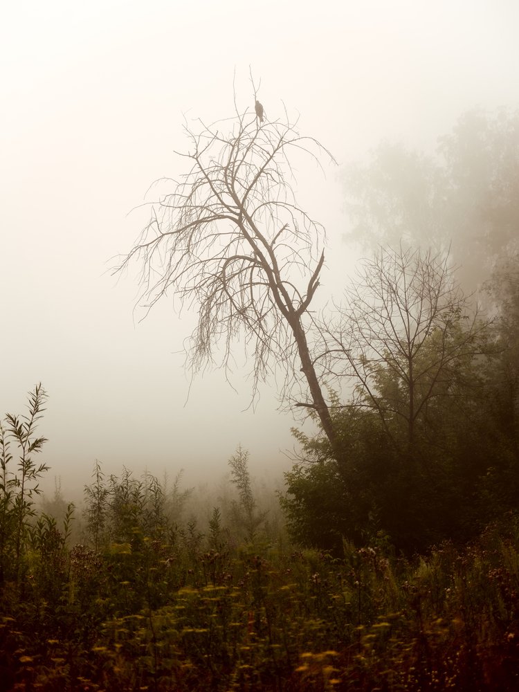 Фотография автора Георгий Муравьёв