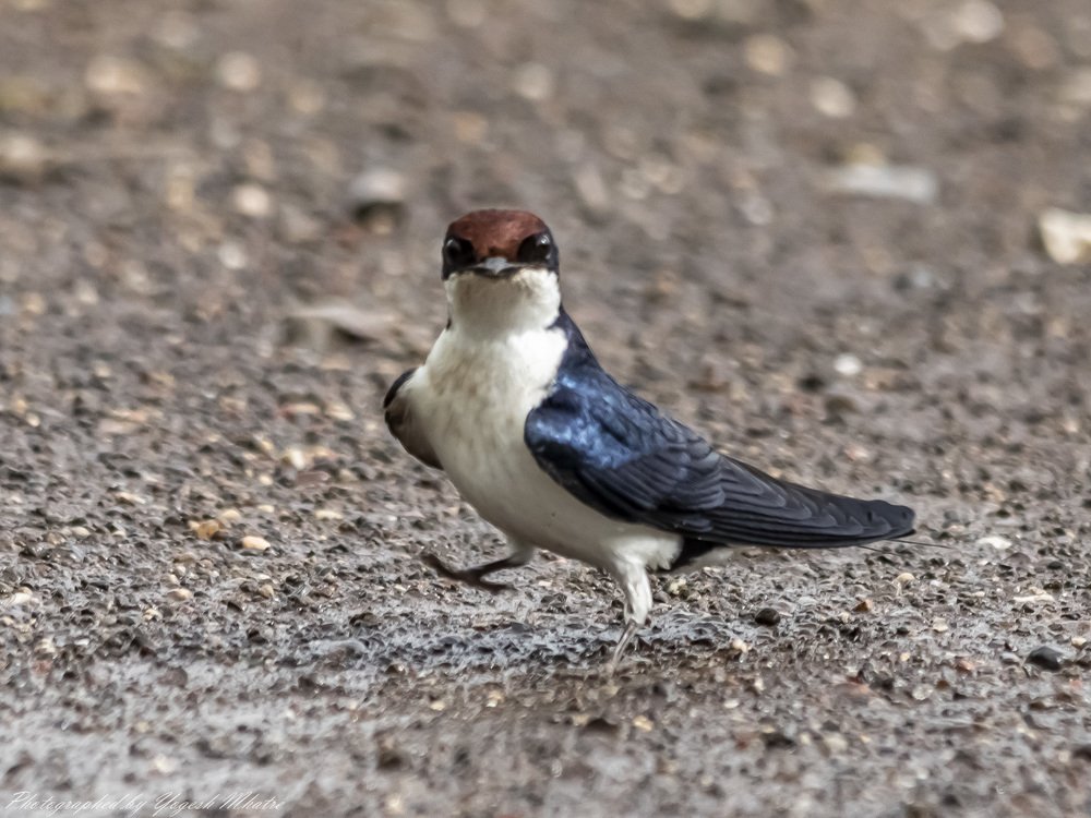 Photograph by Yogesh Mhatre