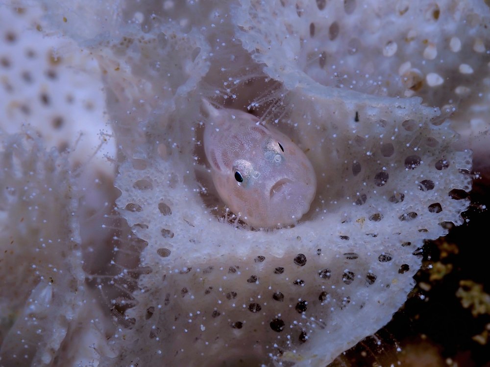 White Goby in a Soft Coral