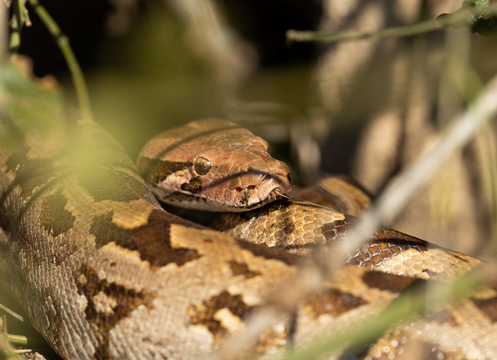Photograph by Dr.suresh Chhabra