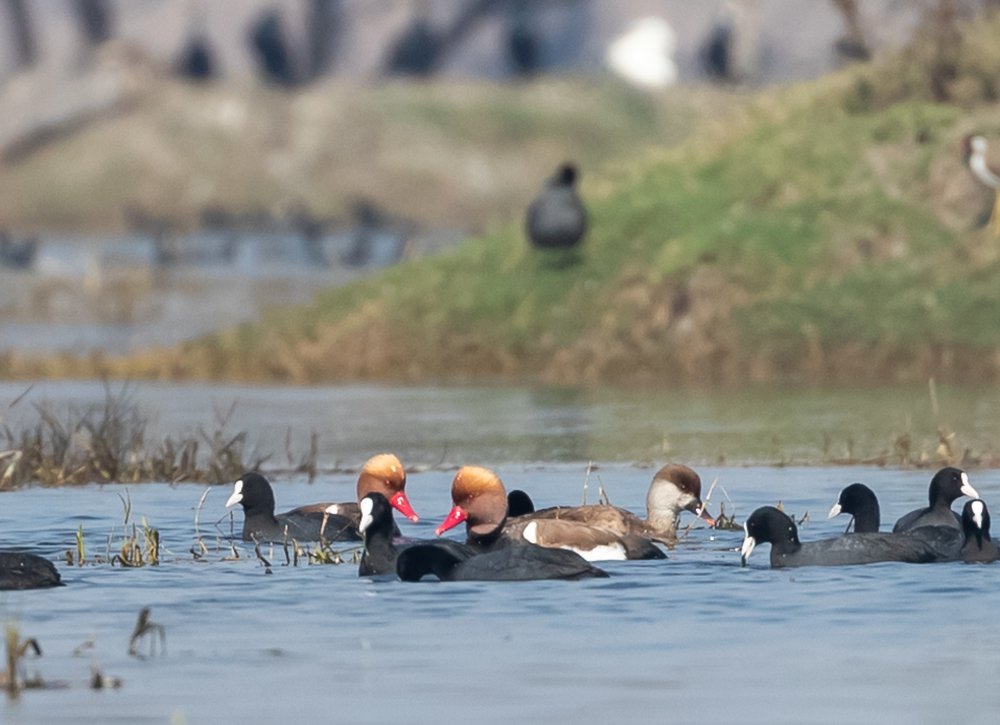 Photograph by Dr.suresh Chhabra