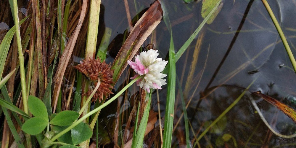 Лето кончилось. Ностальгия...