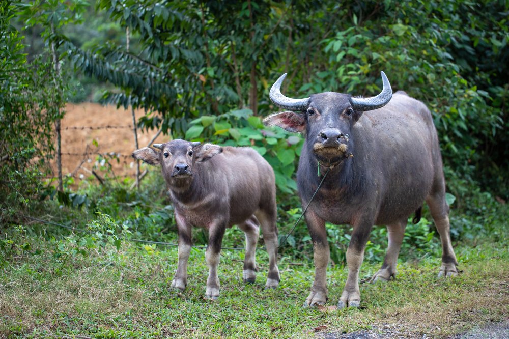 Photograph by Ирина Калямова