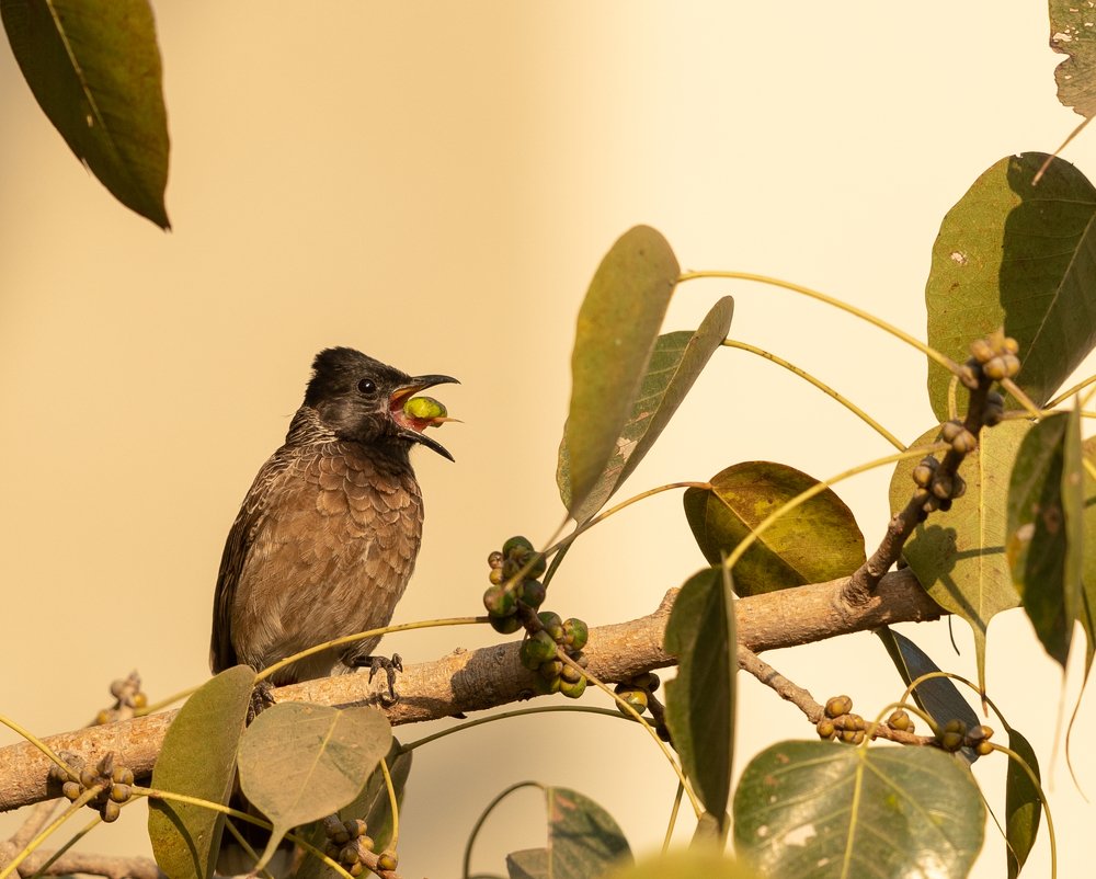 Photograph by Dr.suresh Chhabra