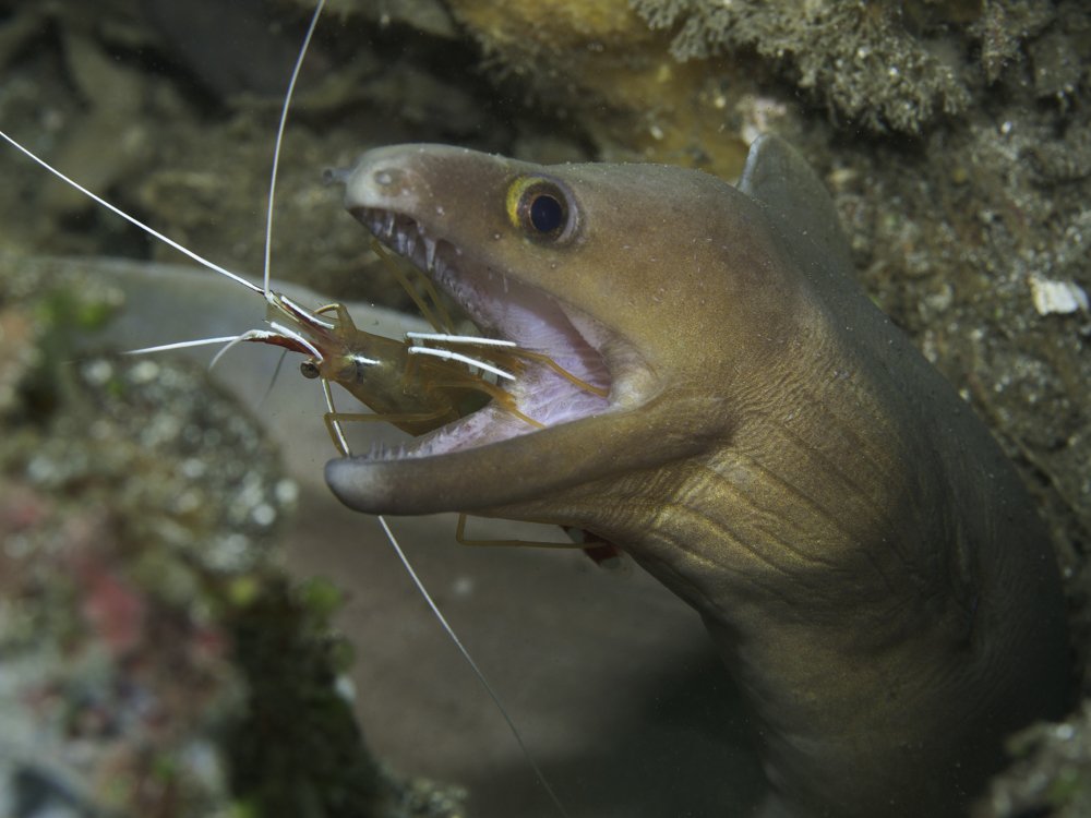 Open wide - local cleaning station