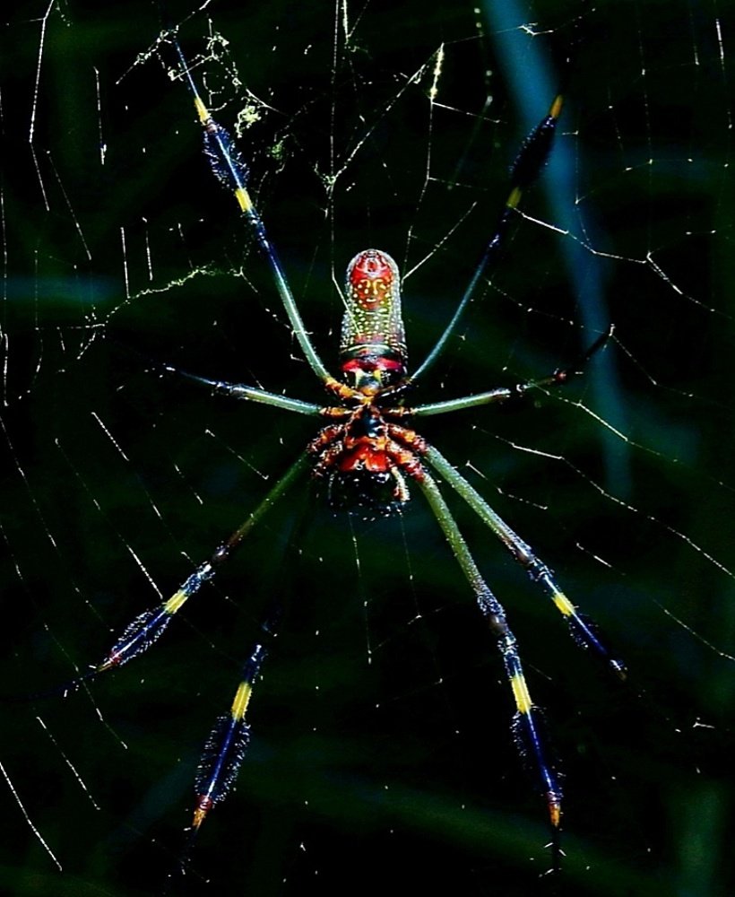 Photograph by Li Chuan Lin