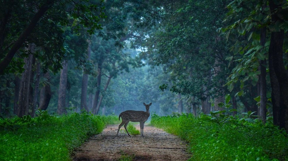 Photograph by Digambar Chaple