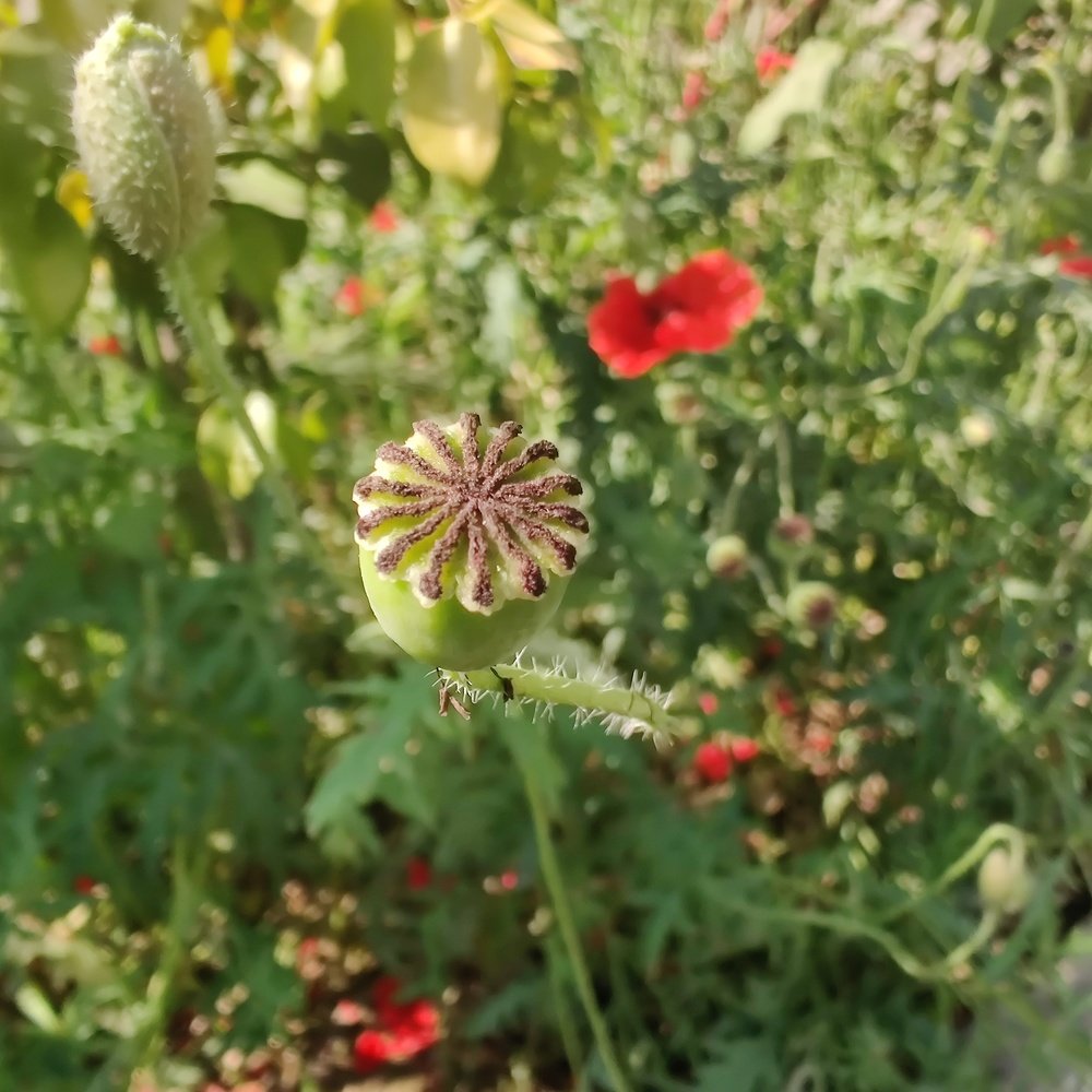 Photograph by vivek Kumar