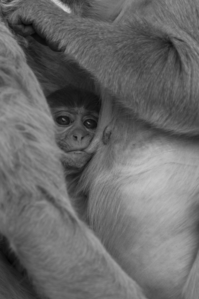 Photograph by Vivek Sharma