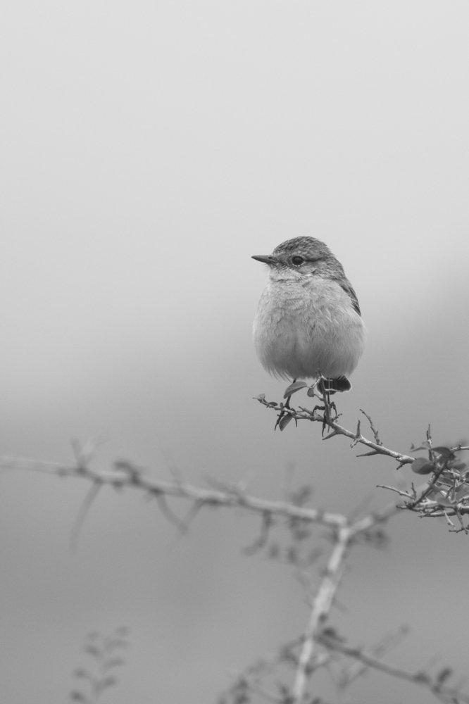 Photograph by Vivek Sharma