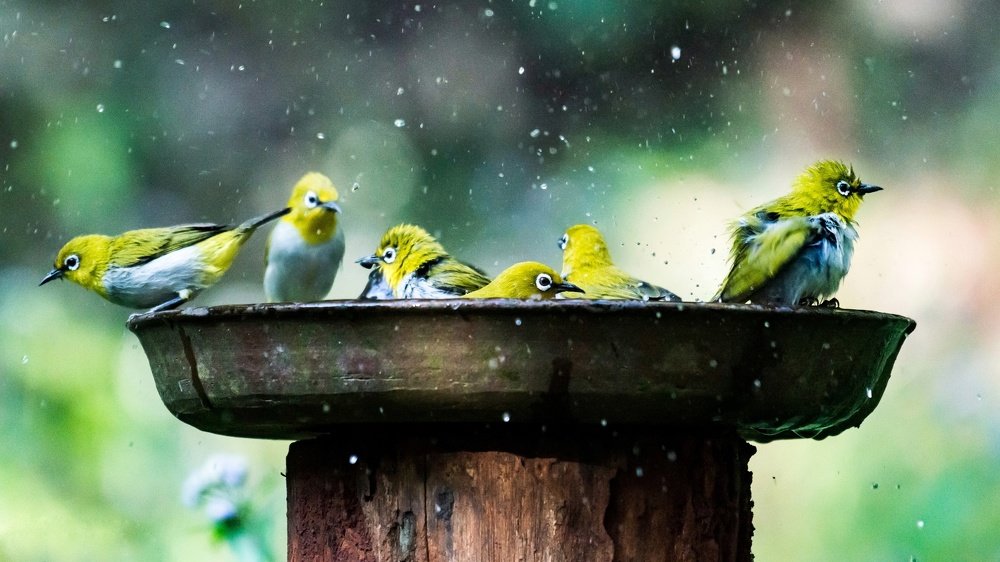 Photograph by Ashvin Ambaliya