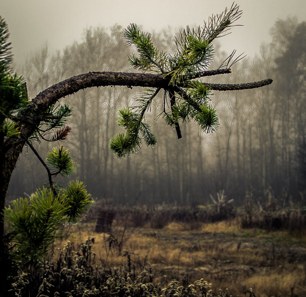 Photograph by Алексей Козлов