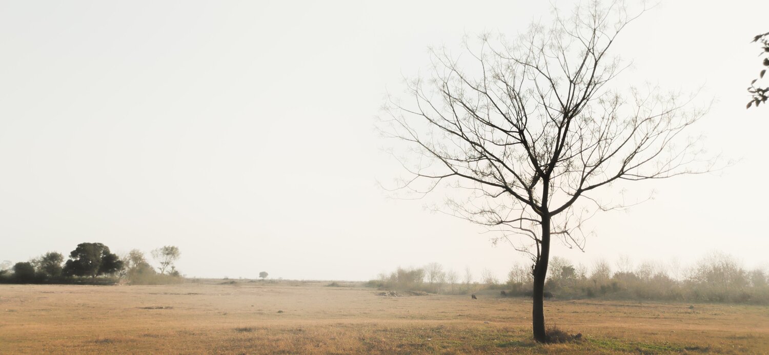 Winters at pong bird sanctuary