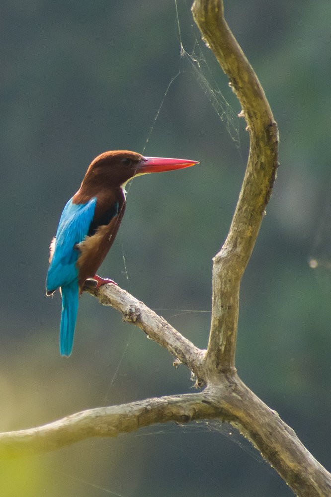 White breasted Kingfisher