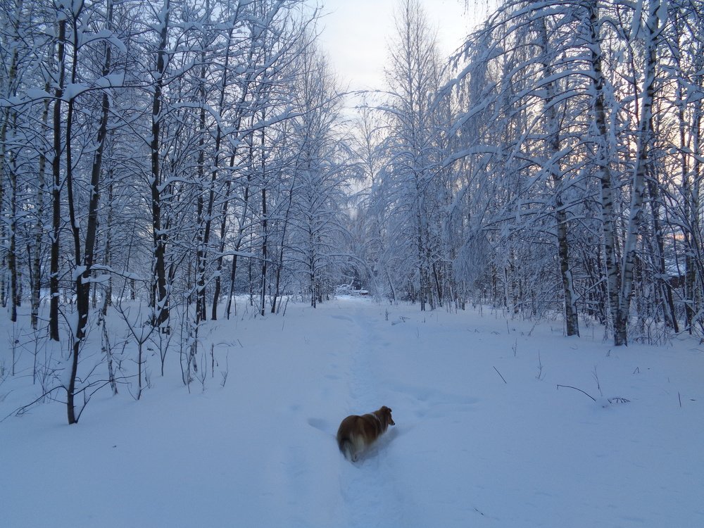 Зимняя прогулка во Владимире