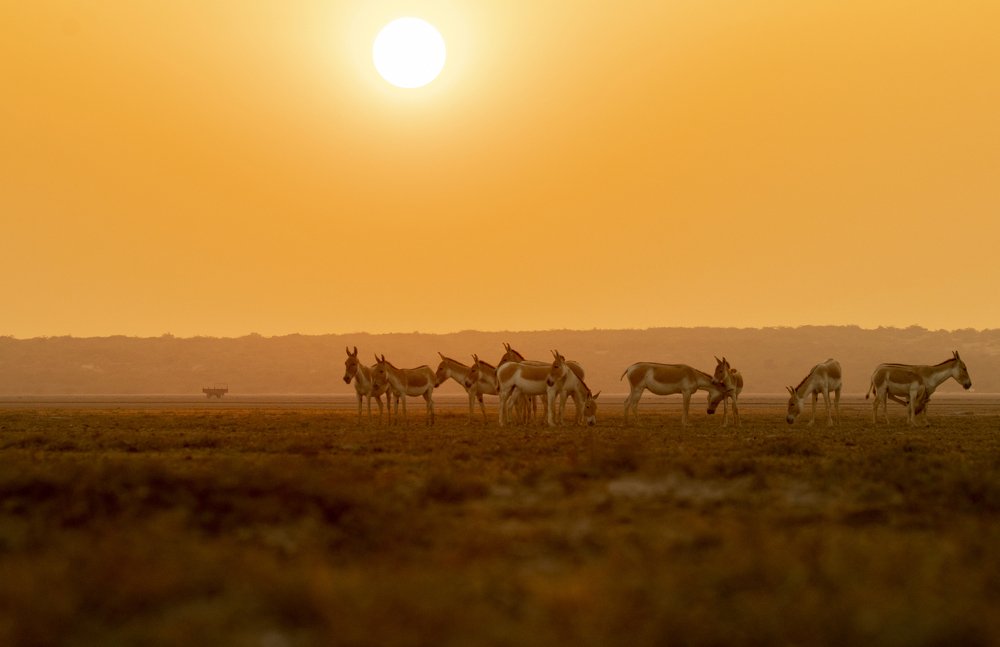 Photograph by Yagnesh Tailor