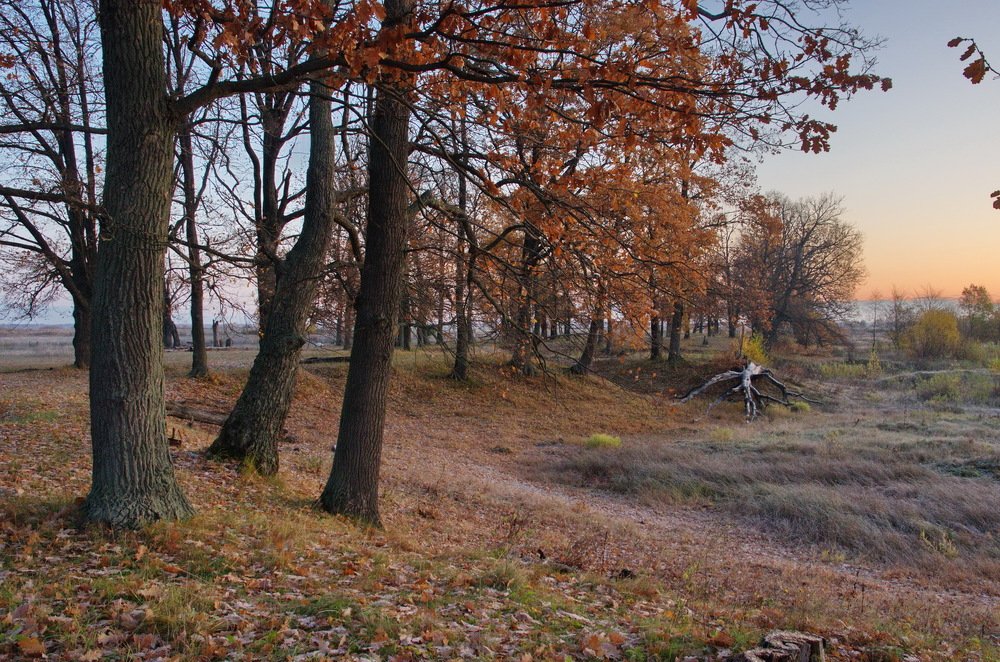 Дубы-колдуны