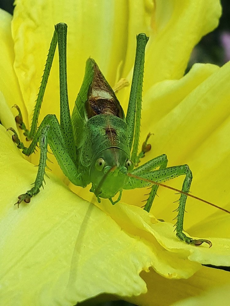 Кузнечик на лилии