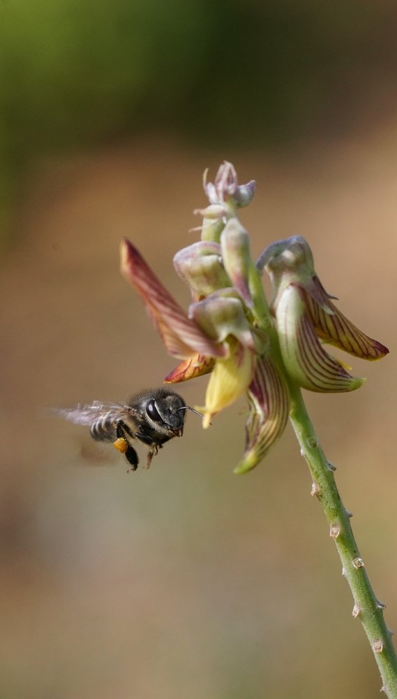 Photograph by  Anantha krishnan