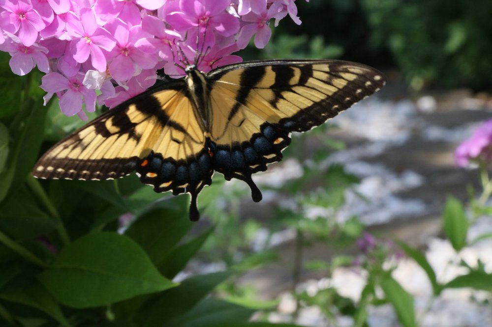 Фотография автора Mohana Murali Krishna Kavutharapu
