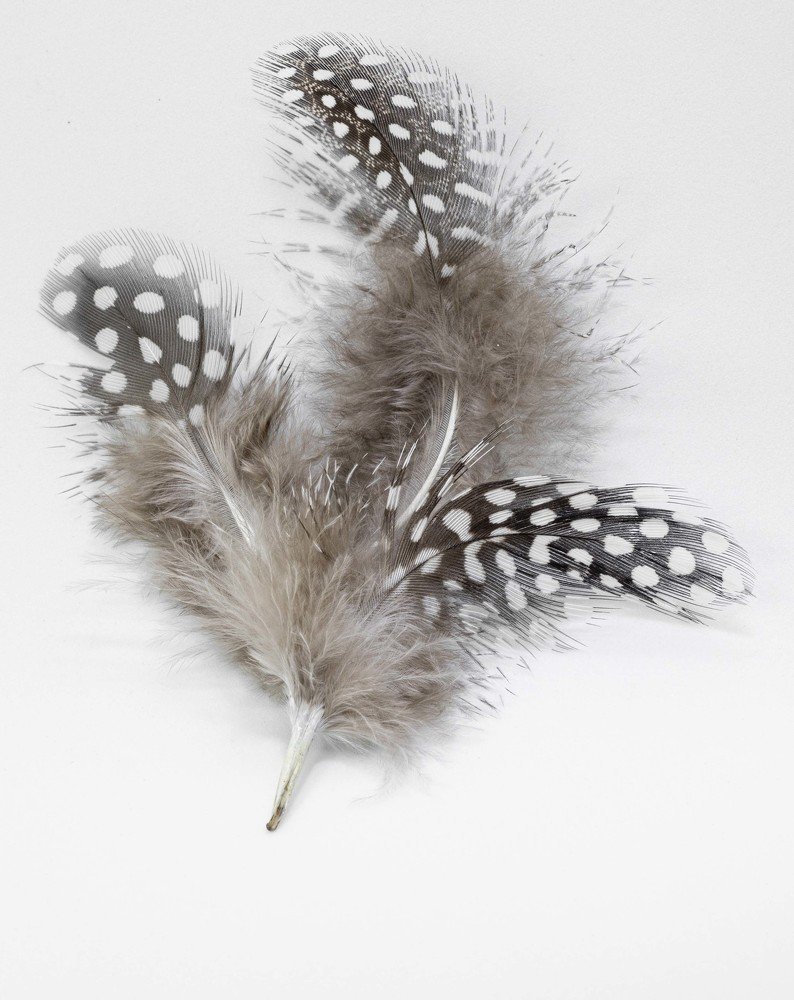 Макросъемка. Перье редкой, маленькой птички.