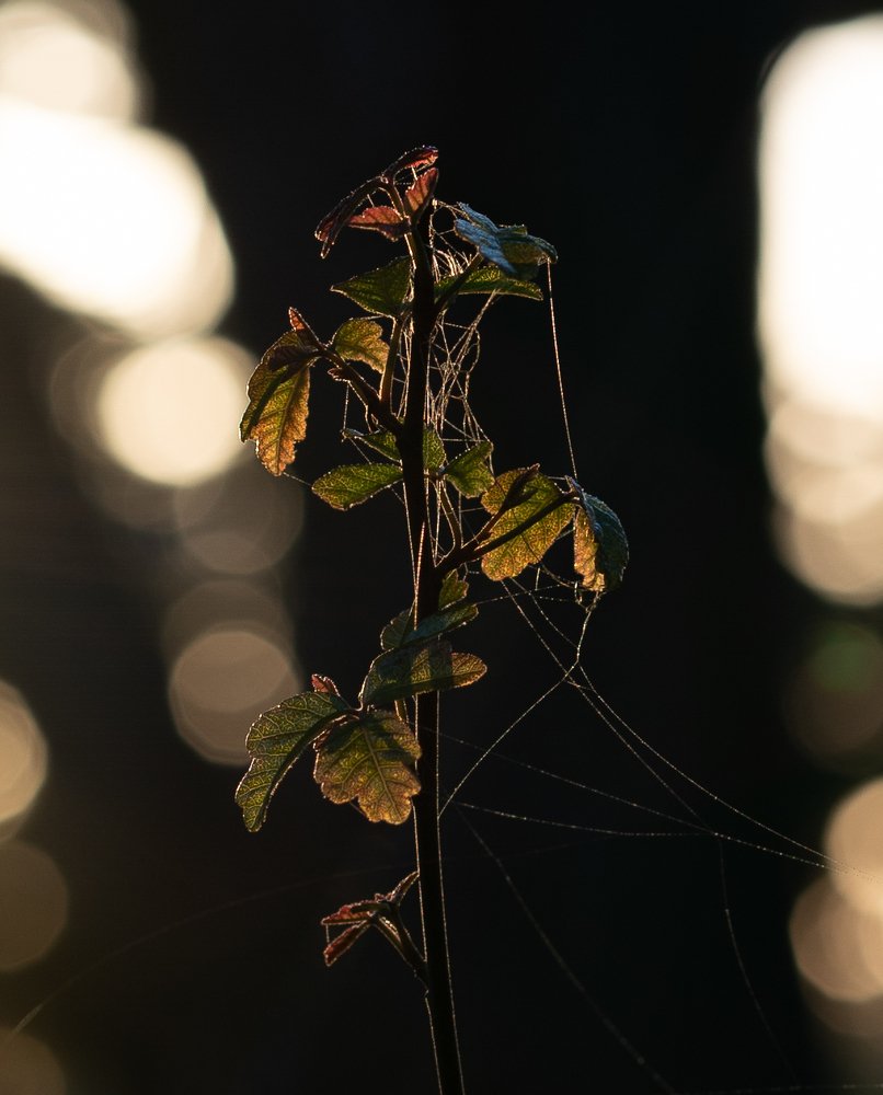California's famous sight- 17-Mile Drive