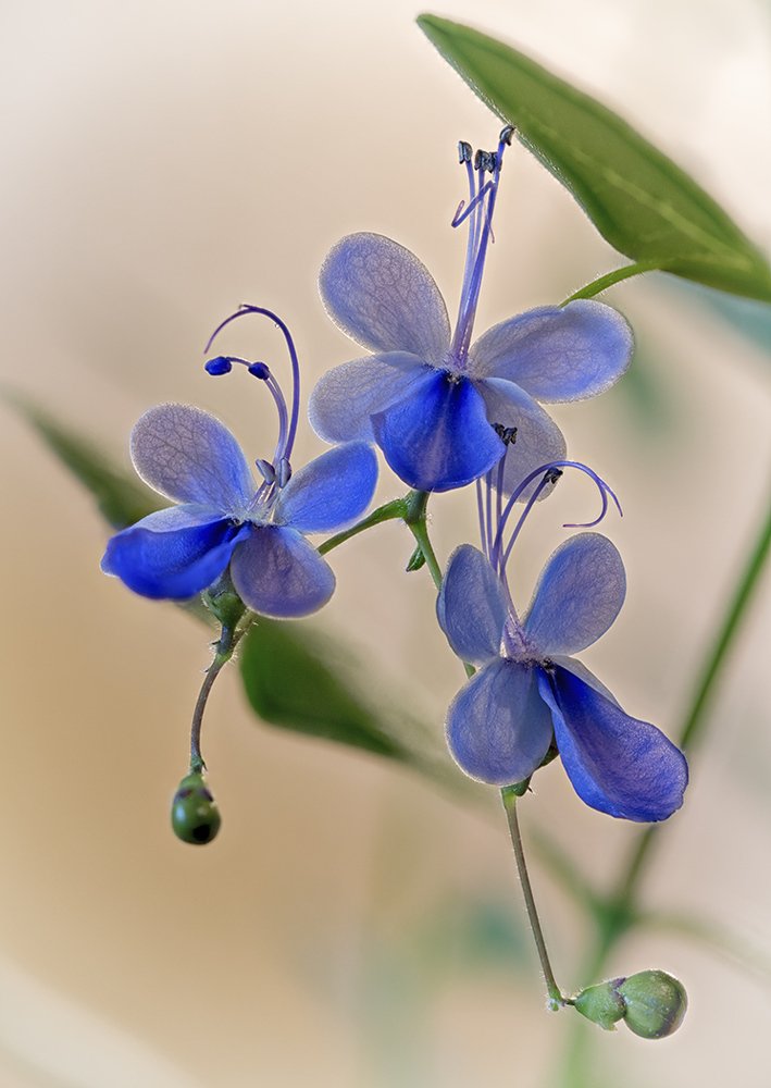 Голубые бабочки