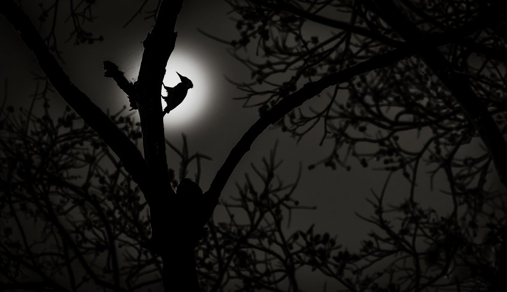 Nocturnal Woodpecker !