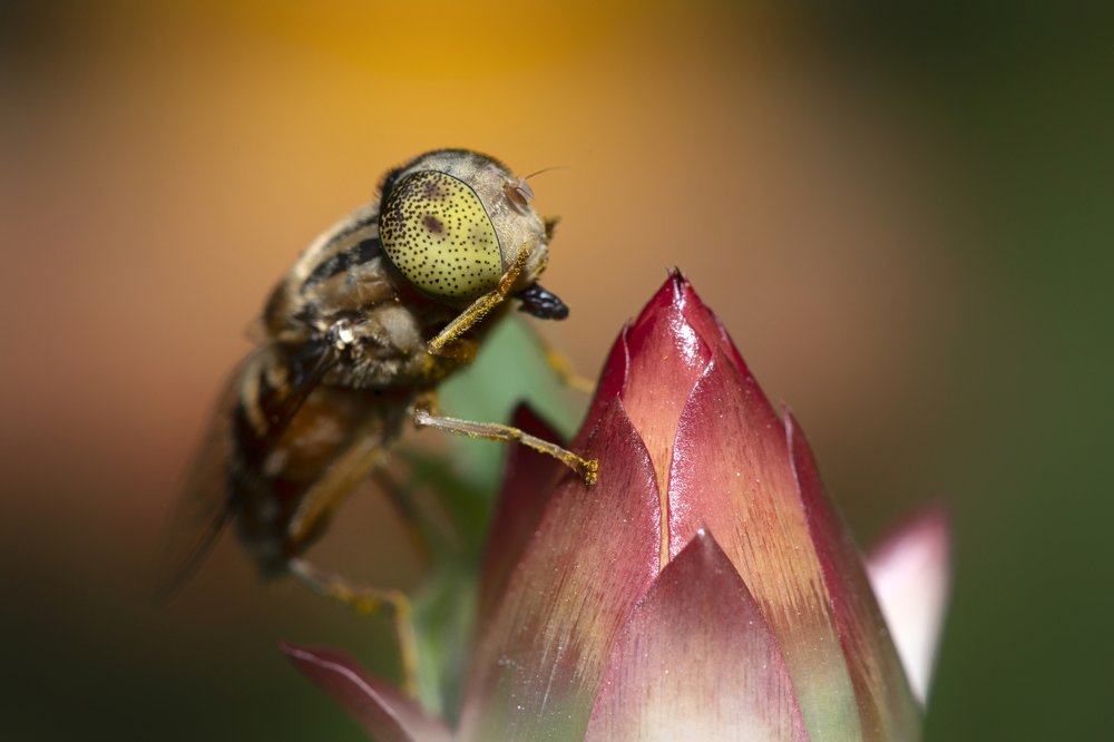 Photograph by Fuad Mr.