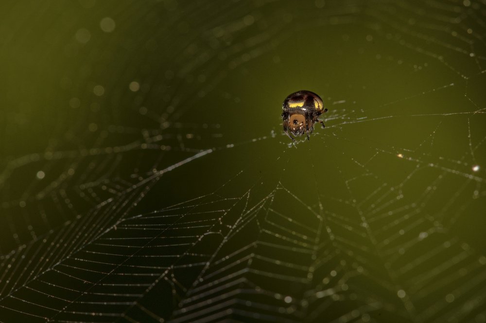 Photograph by Fuad Mr.