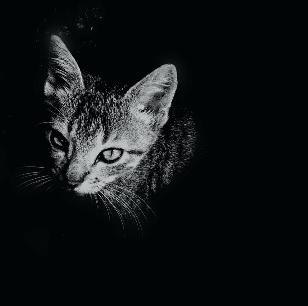 Photo #4374936