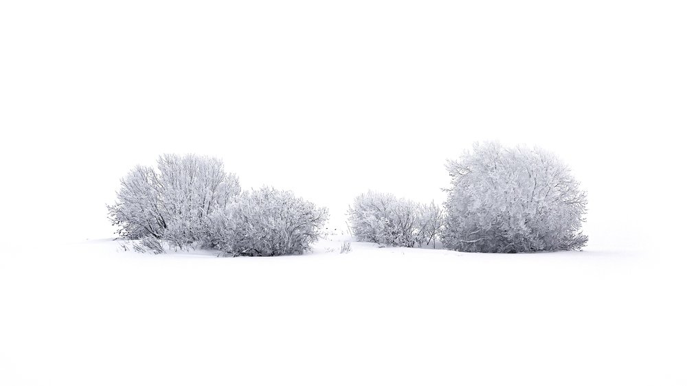 Wrapped in snow ( Укутаны снегами)