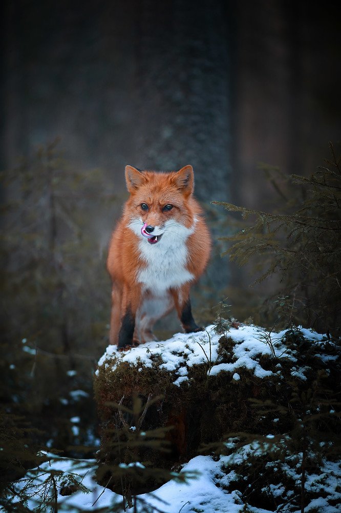 RIP..... Колобок!