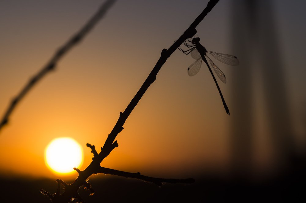 Photograph by Михаил Усачук