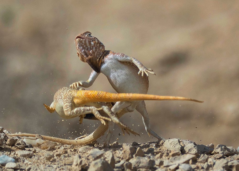 Survival of the fittest