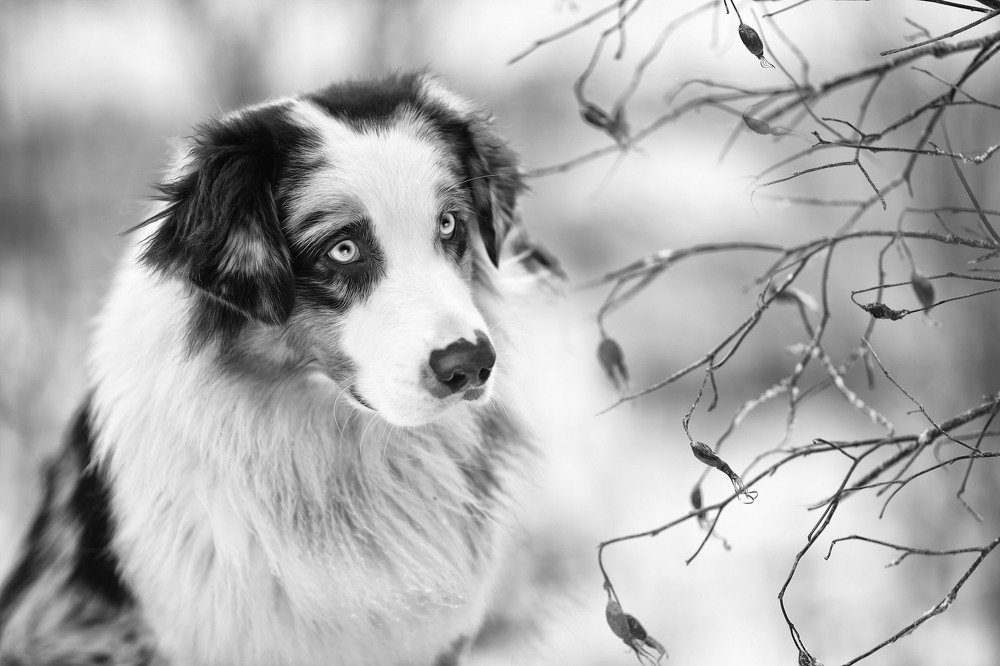 Портрет Аниса