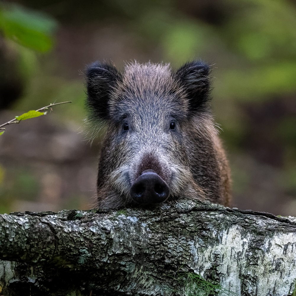 Photograph by Kreicbergs Maris