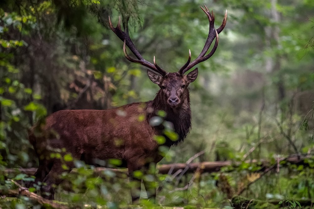 Photograph by Kreicbergs Maris