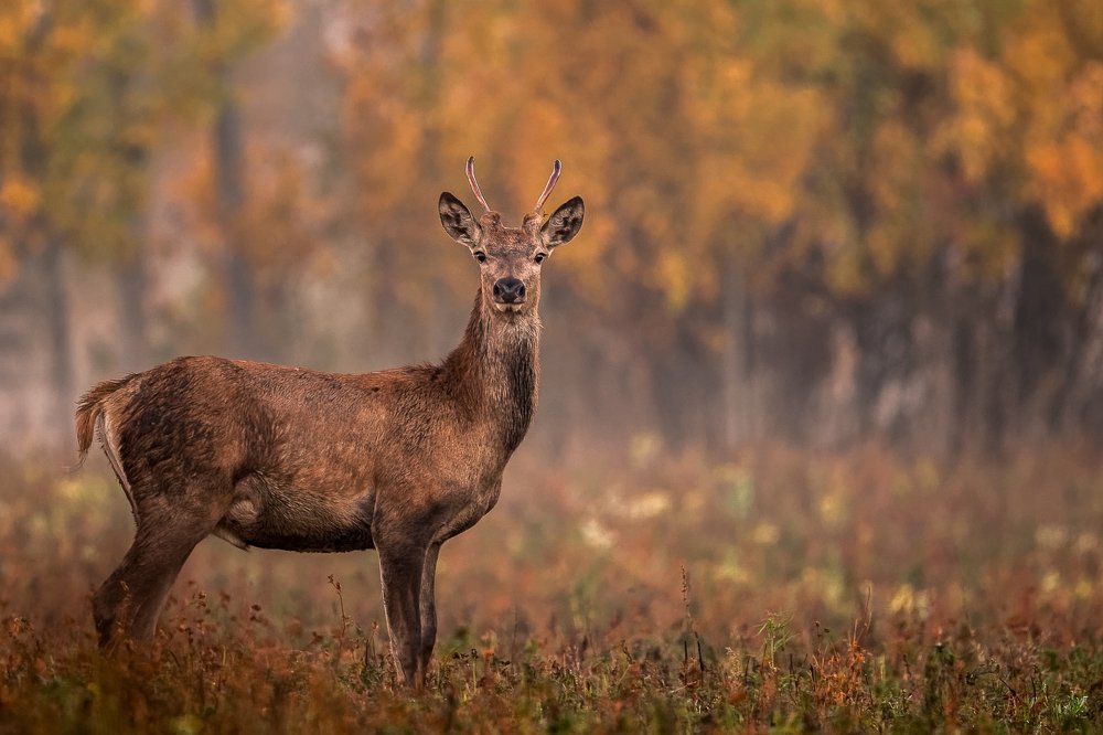 Photograph by Kreicbergs Maris