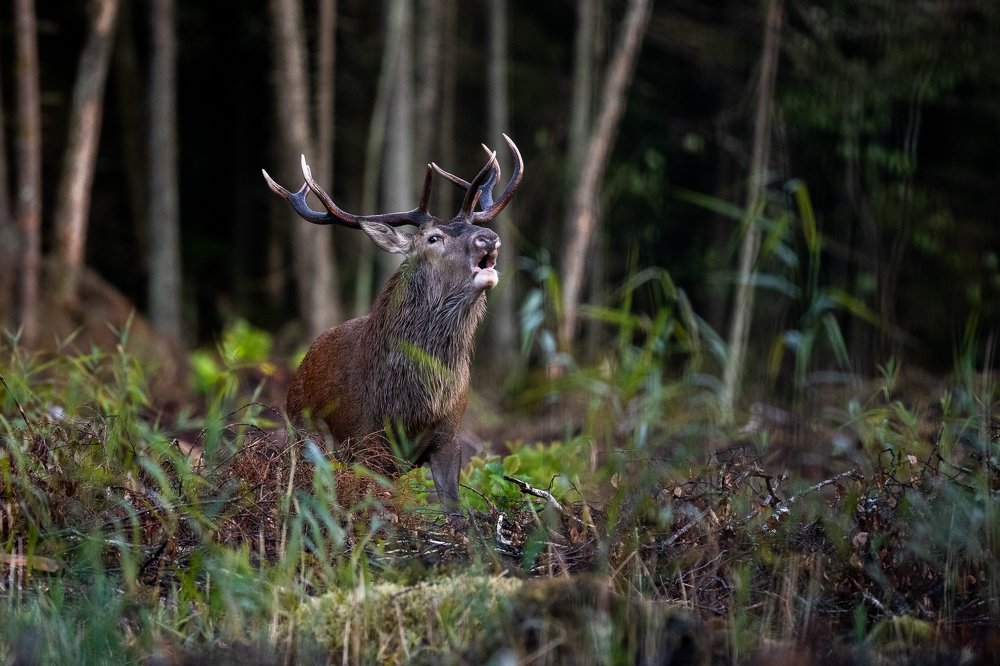 Photograph by Kreicbergs Maris