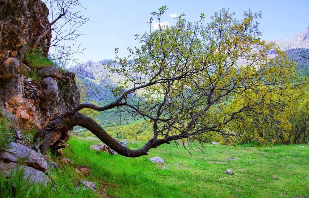 Photograph by porya sahraei