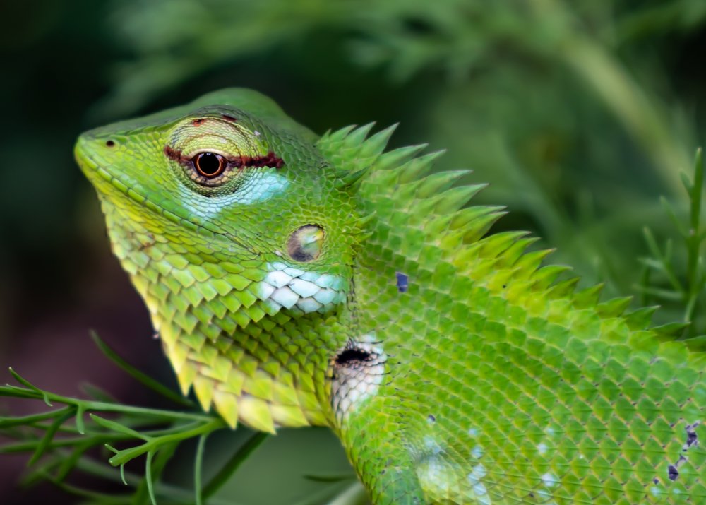 Photograph by Pabasara Malinda