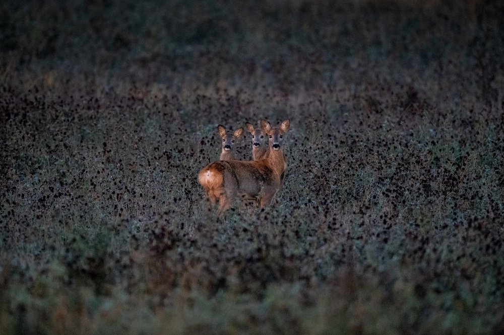 Photograph by Kreicbergs Maris