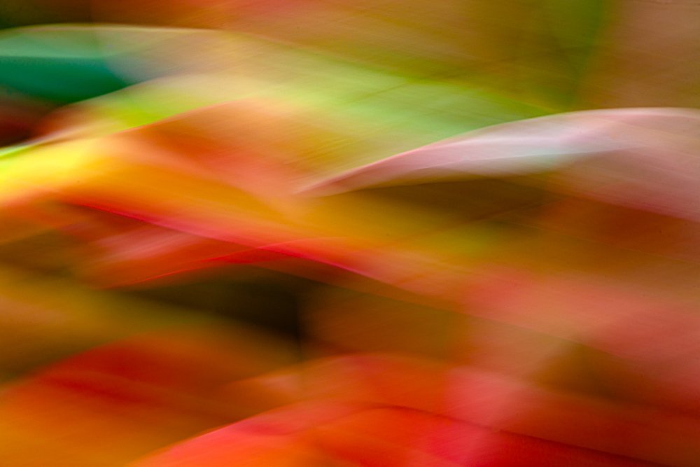 Photograph by Bart Demyttenaere