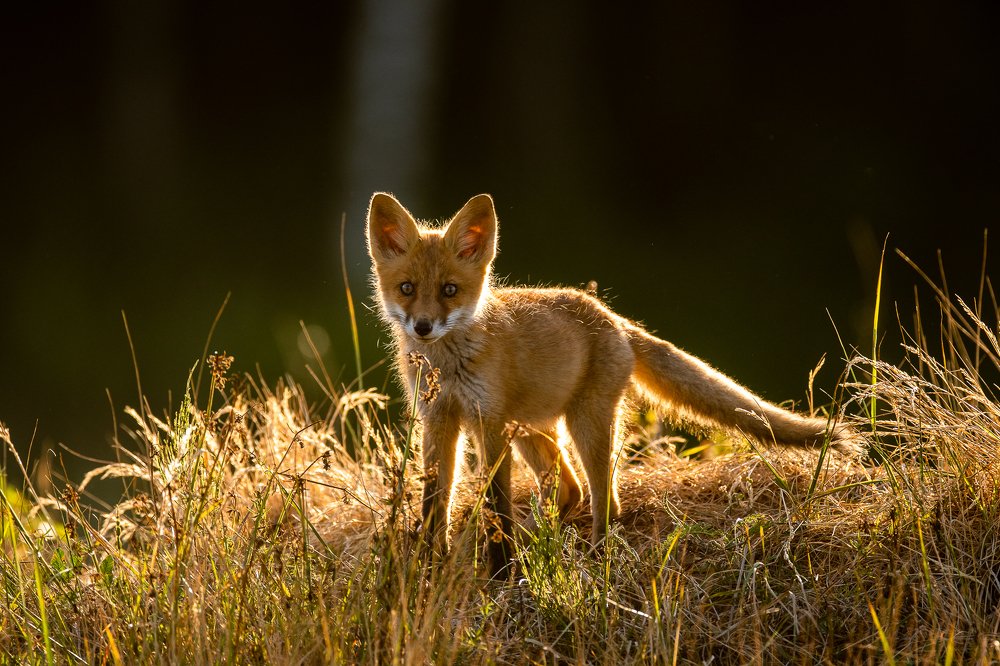 Lapsens vakara saule