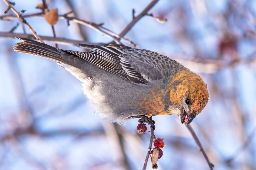 Pinicola enucleator (Щур обыкновенный)