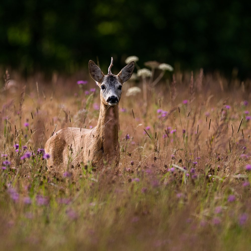 Photograph by Kreicbergs Maris