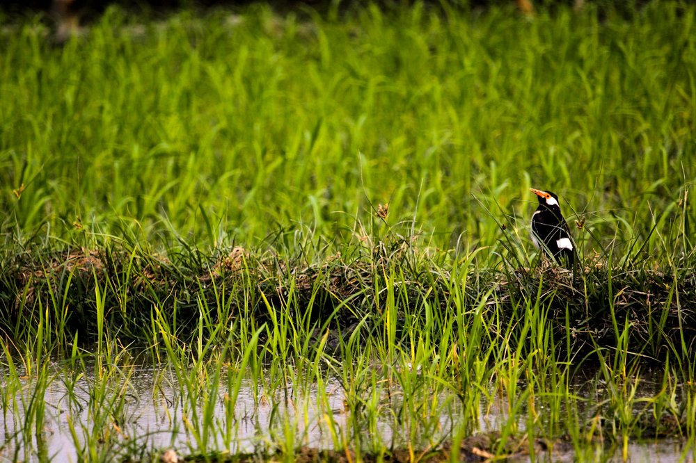 Photograph by joy mondal