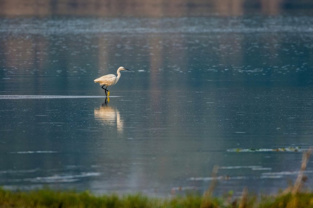 The lone Egret
