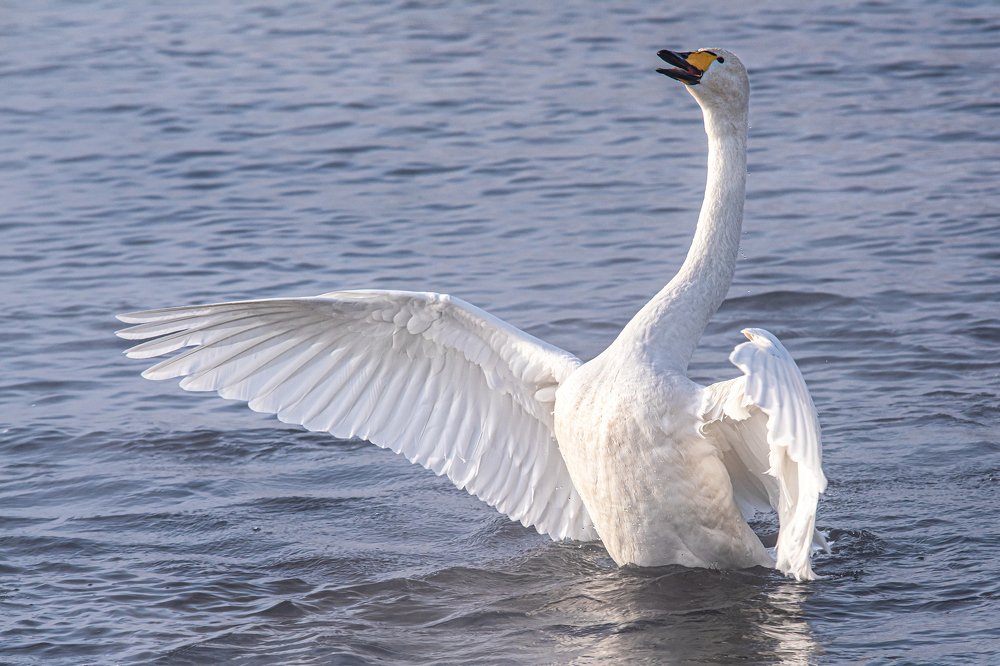 Cygnus cygnus (Лебедь кликун)